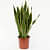 Snake Plant (Sansevieria Trifasciata, Mother Tongue) – Plant - front_view