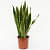 Snake Plant (Sansevieria Trifasciata, Mother Tongue) – Plant - top_view