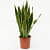 Snake Plant (Sansevieria Trifasciata, Mother Tongue) – Plant - rear_view
