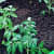 Fabric grow bags square shape set of 3 bags - top_view