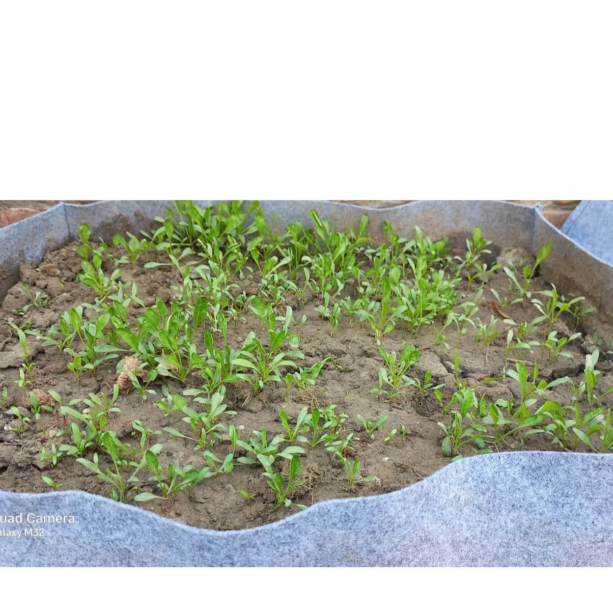Grow Bag Eco-friendly - front_view