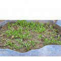Grow Bag Eco-friendly - front_view