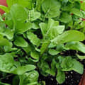 Grow Bag Eco-friendly - top_view