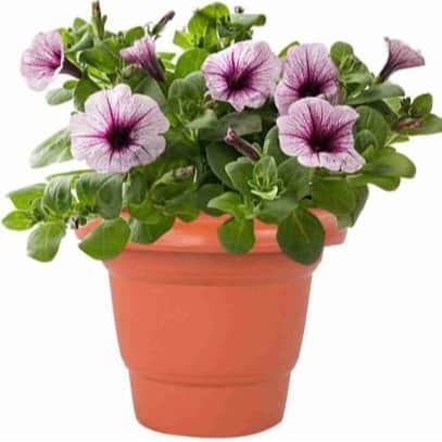ROUND GARDENING FLOWER POT (PACK OF 10 ) 10 INCHES - front_view