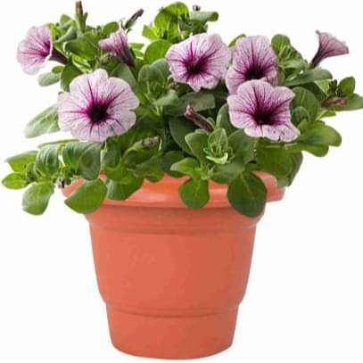 ROUND GARDENING FLOWER POT (PACK OF 10 ) 10 INCHES