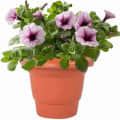 ROUND GARDENING FLOWER POT (PACK OF 10 ) 10 INCHES - front_view