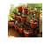 High Quality Gardening Flowering Pots  (Pack of 12 With Bottom Plate/Tray) - right_view