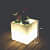 Sunny Pot - top_view