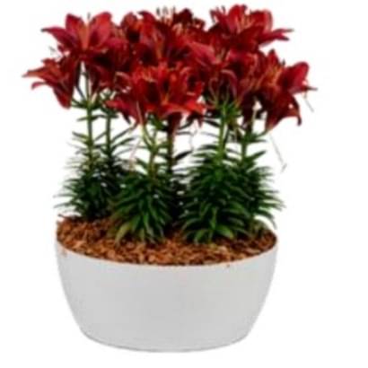Florida White Ceramic Planter