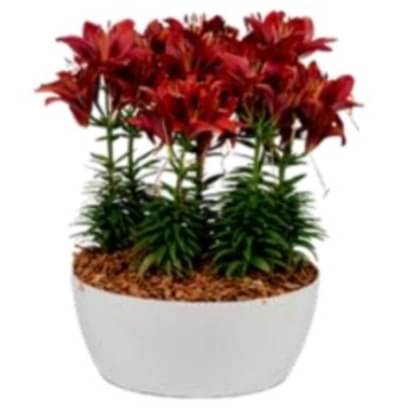 Florida White Ceramic Planter