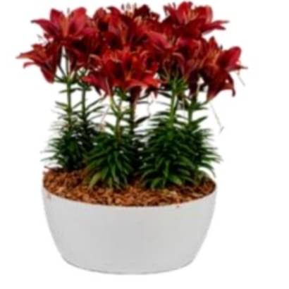 Florida White Ceramic Planter