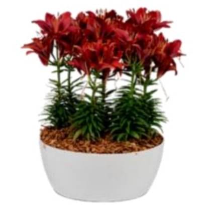 Florida White Ceramic Planter