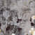 Pvc Flower Print Wall Panel - front_view
