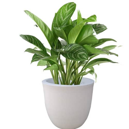 PCUP 15'' White FRP Planter