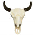 Wall Mounted Bull Skull Head (White) - photo