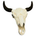 Wall Mounted Bull Skull Head (White) - front_view
