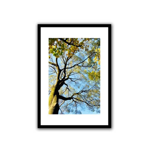 Tree Wide Shade Wall Poster 13 X 19 Inches Glass Framed