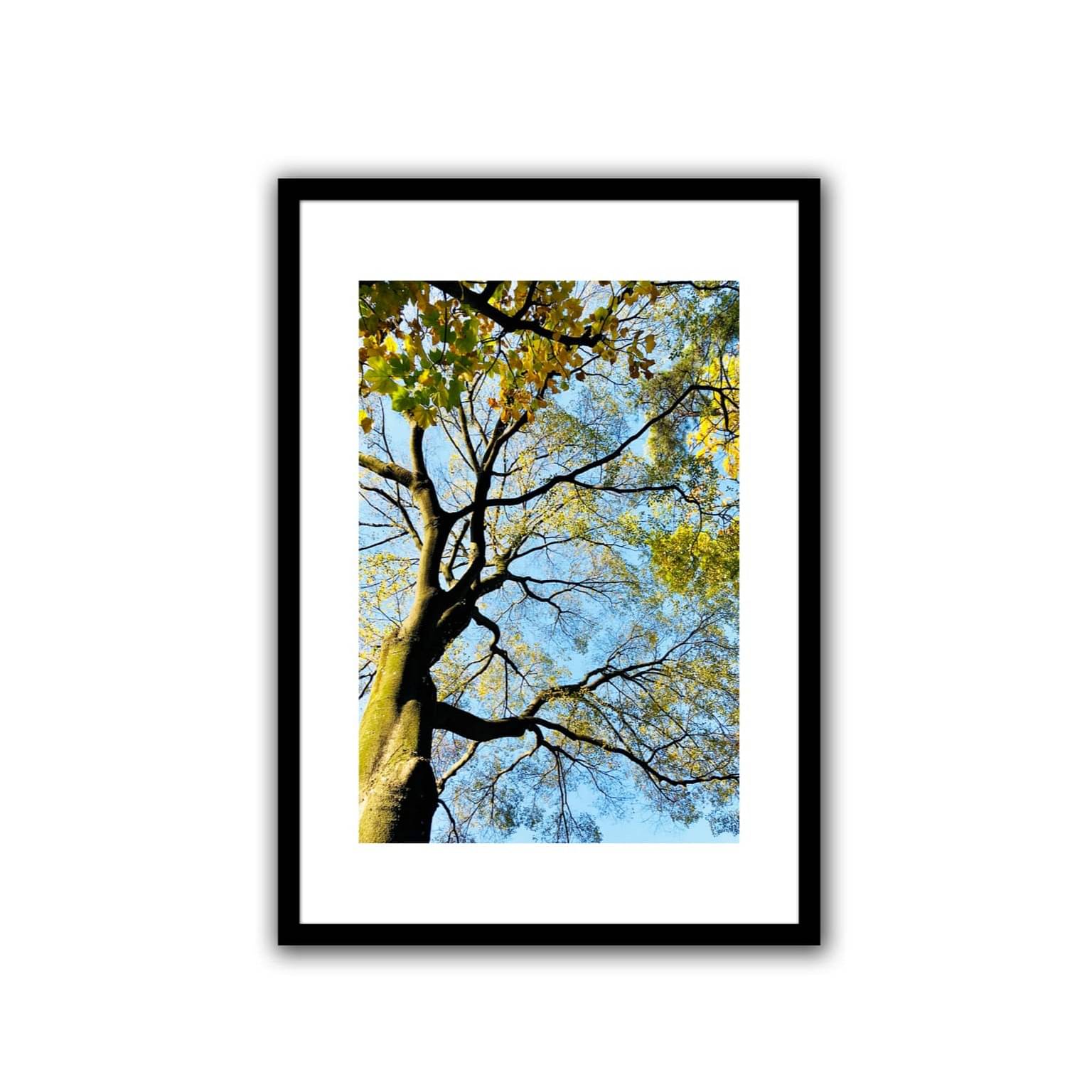 Tree Wide Shade Wall Poster 13 X 19 Inches Glass Framed