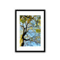 Tree Wide Shade Wall Poster 13 X 19 Inches Glass Framed - photo