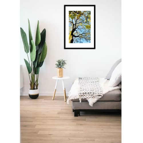Tree Wide Shade Wall Poster 13 X 19 Inches Glass Framed
