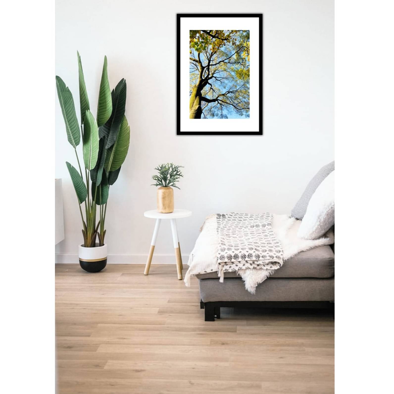 Tree Wide Shade Wall Poster 13 X 19 Inches Glass Framed