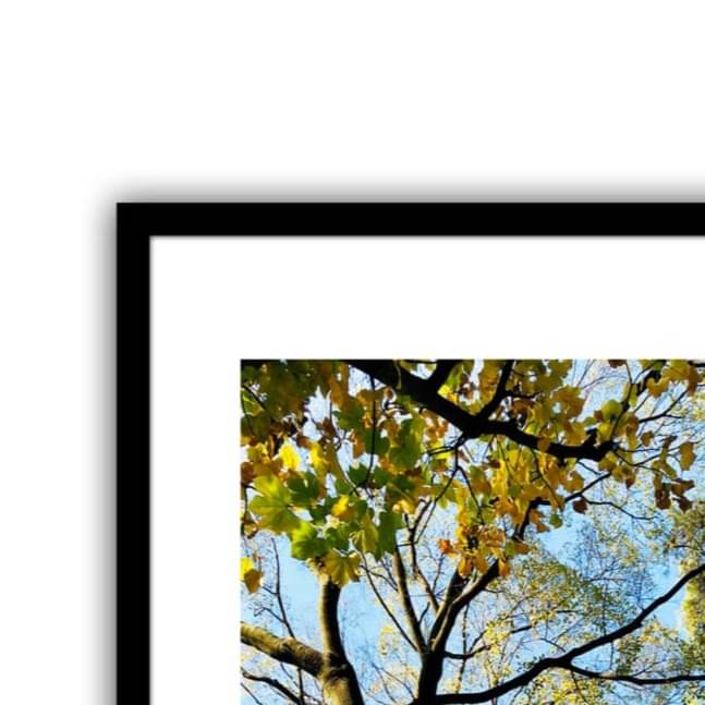 Tree Wide Shade Wall Poster 13 X 19 Inches Glass Framed