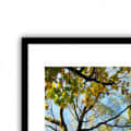 Tree Wide Shade Wall Poster 13 X 19 Inches Glass Framed - top_view