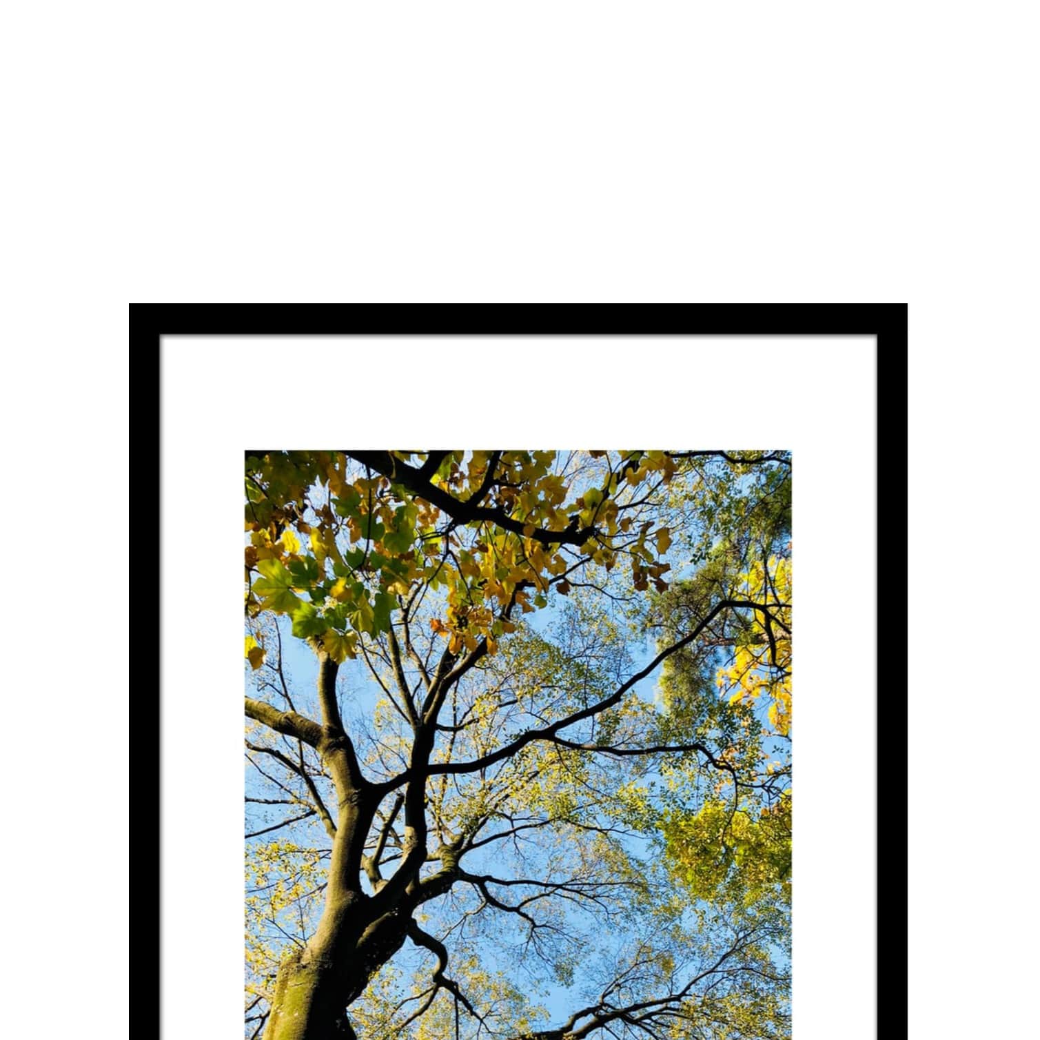 Tree Wide Shade Wall Poster 13 X 19 Inches Glass Framed - rear_view