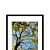 Tree Wide Shade Wall Poster 13 X 19 Inches Glass Framed - rear_view