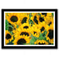 Sun Flower Glass Framed Wall Poster Large Size 13 X 19 INCHES - front_view