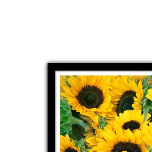 Sun Flower Glass Framed Wall Poster Large Size 13 X 19 INCHES