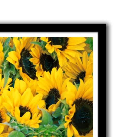 Sun Flower Glass Framed Wall Poster Large Size 13 X 19 INCHES - right_view