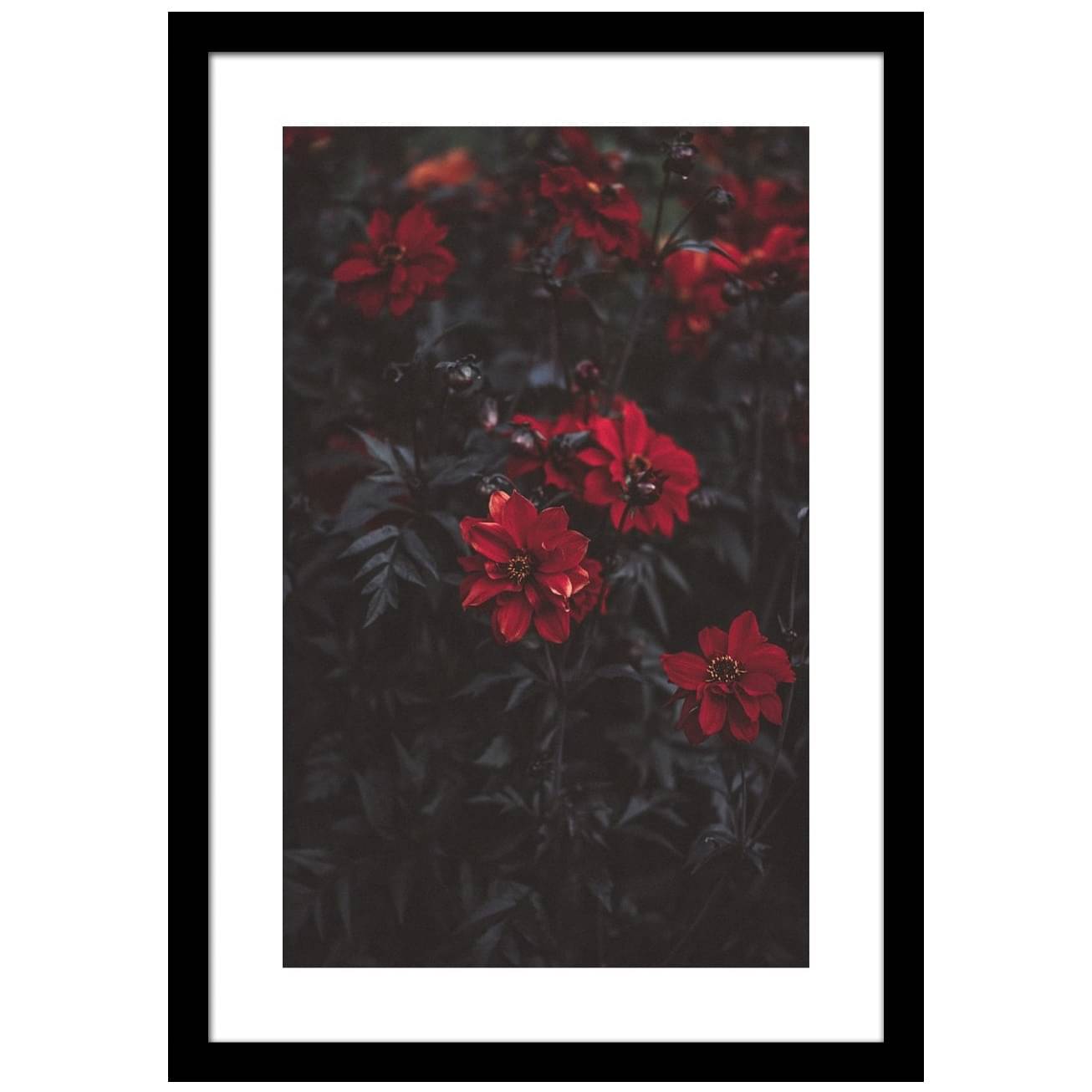 Blooming Petals Wall Poster Large Size Glass Framed