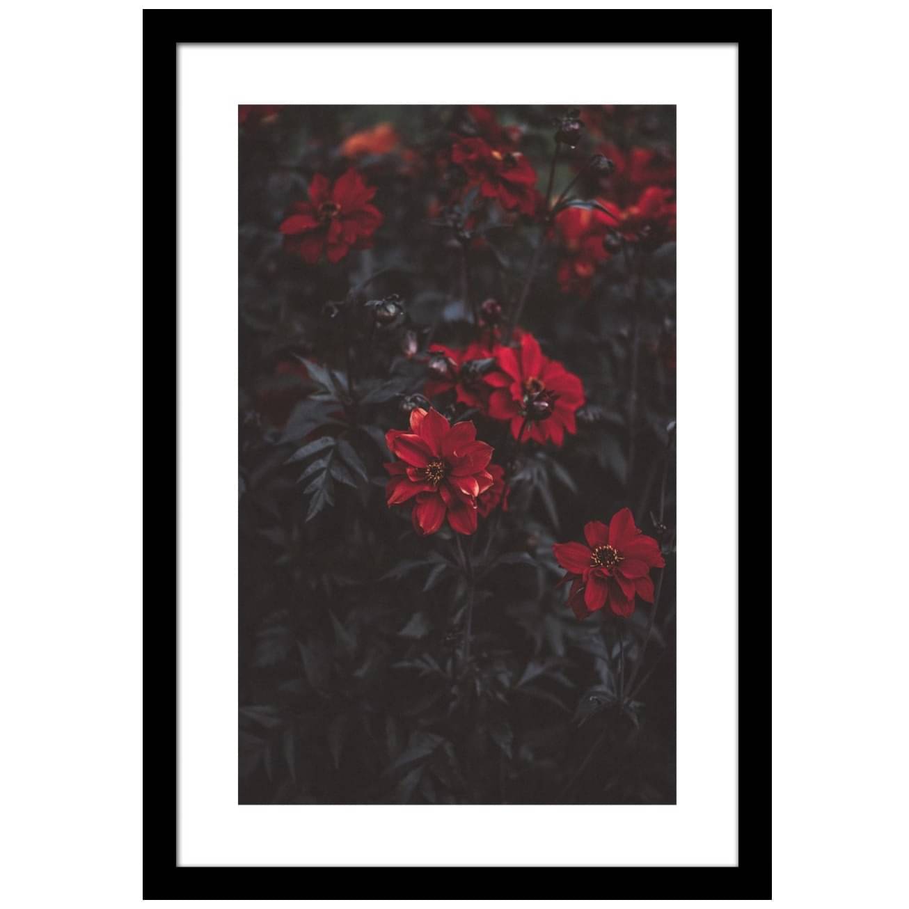 Blooming Petals Wall Poster Large Size Glass Framed
