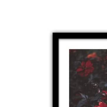 Blooming Petals Wall Poster Large Size Glass Framed