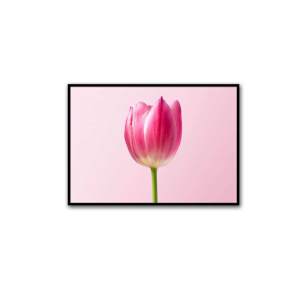 Royal Tulips Wall Poster Glass Framed Wall Painting - photo