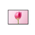 Royal Tulips Wall Poster Glass Framed Wall Painting - photo