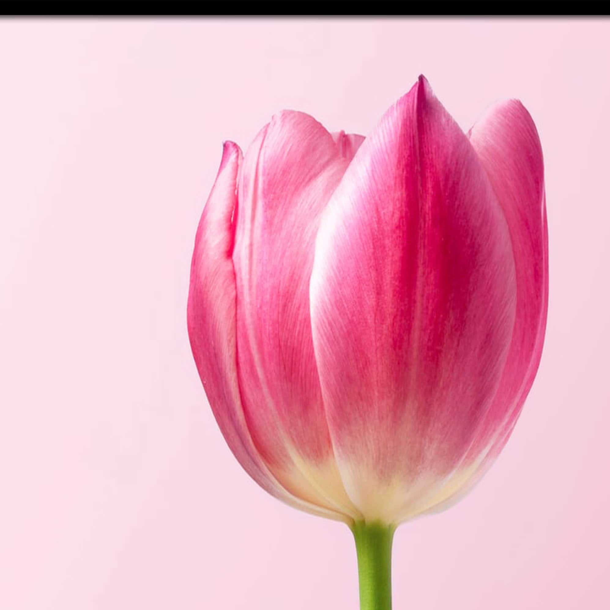 Royal Tulips Wall Poster Glass Framed Wall Painting - top_view