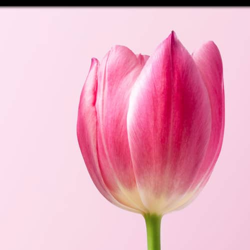Royal Tulips Wall Poster Glass Framed Wall Painting