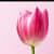 Royal Tulips Wall Poster Glass Framed Wall Painting - top_view