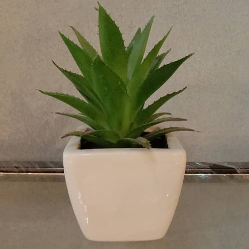 Aloevera plant in a small white pot