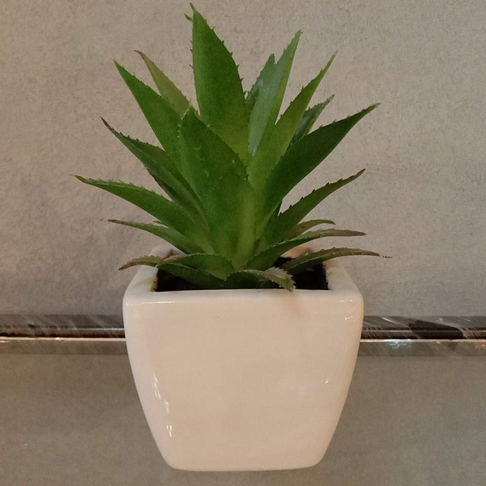 Aloevera plant in a small white pot - photo