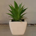 Aloevera plant in a small white pot - photo