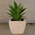 Aloevera plant in a small white pot - photo