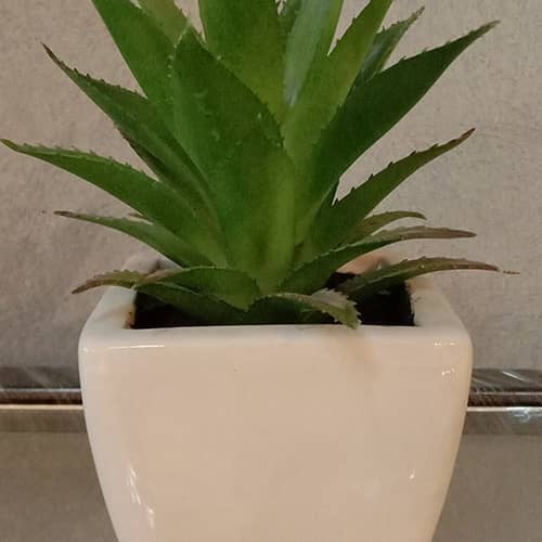 Aloevera plant in a small white pot