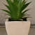 Aloevera plant in a small white pot - front_view