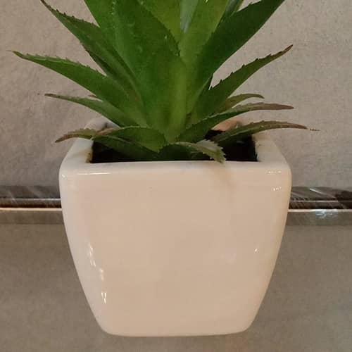 Aloevera plant in a small white pot