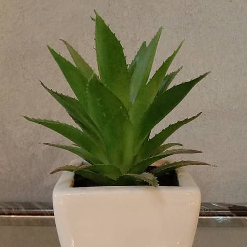 Aloevera plant in a small white pot