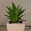 Aloevera plant in a small white pot - rear_view