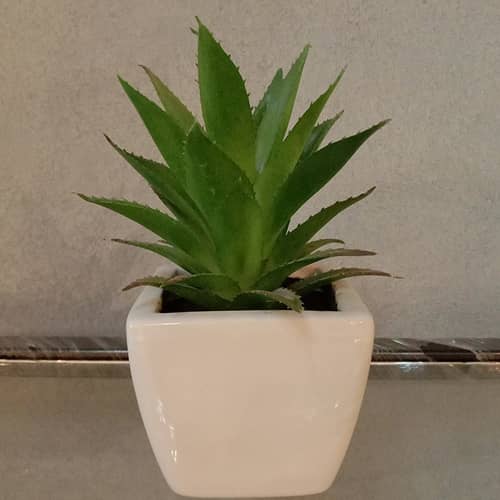 Aloevera plant in a small white pot